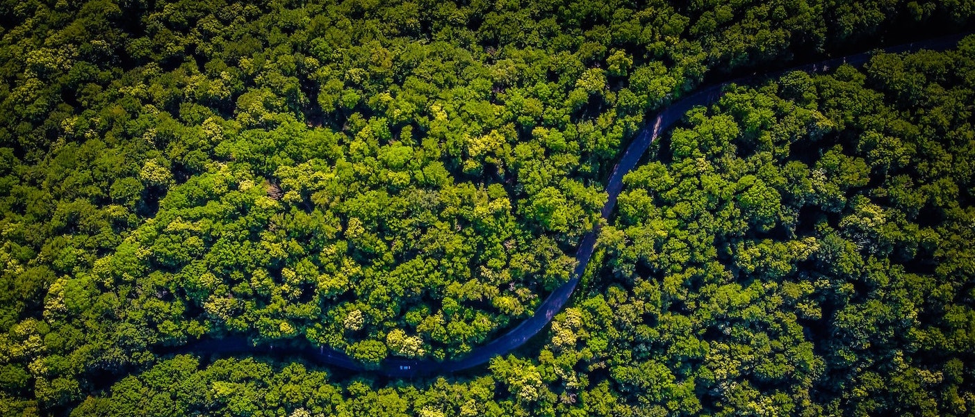 Foto: Luftaufnahme eines Waldgebets, durch das eine Straße führt